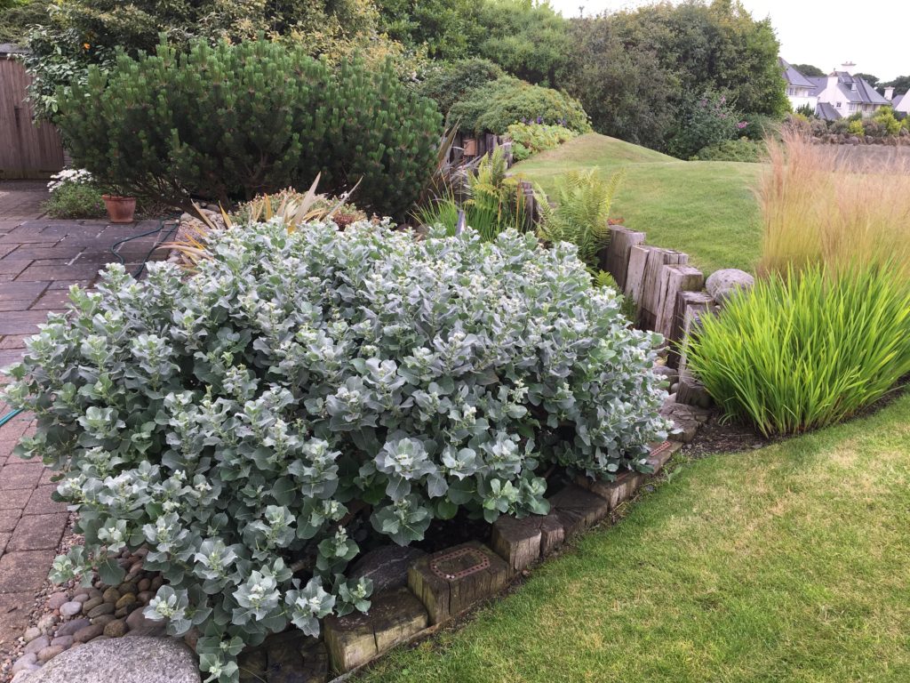 Salix Lanata or Woolly willow