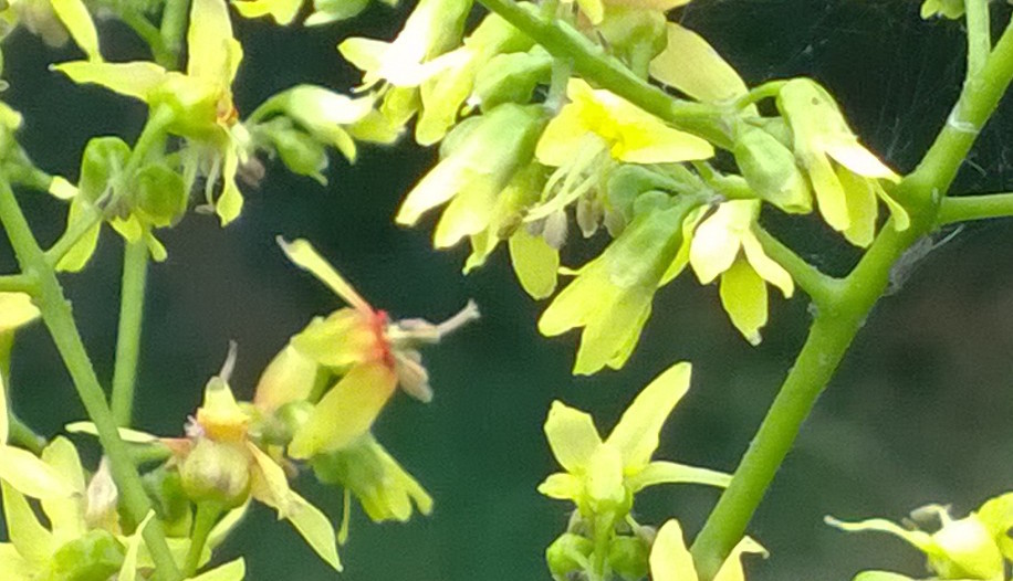 Koelireuteria Paniculata - Golden Rain Tree