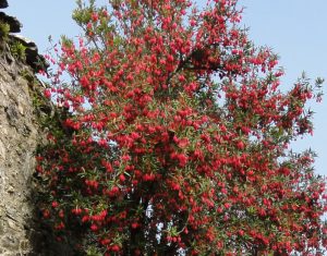 Crinodendron in its element