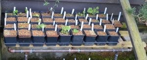 The work of a decent husband - Louise's seedlings protected by a copper frame bench