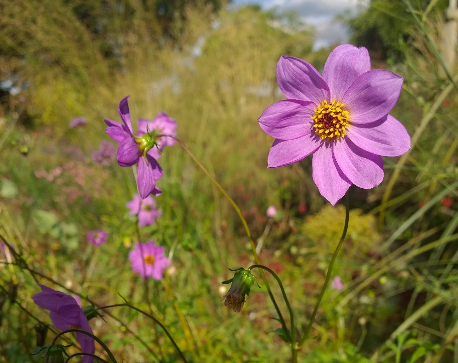 dahlia merckii