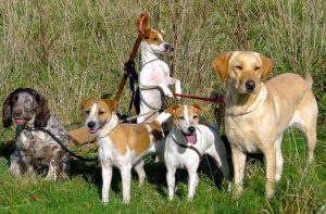 Laura's ultimate pest control - the vermin posse at Furtherfield