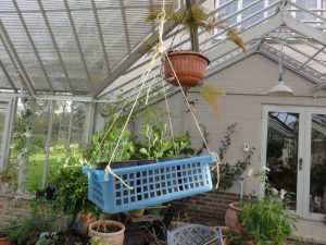 Laura's sweet peas in suspense - safe from mouse attack