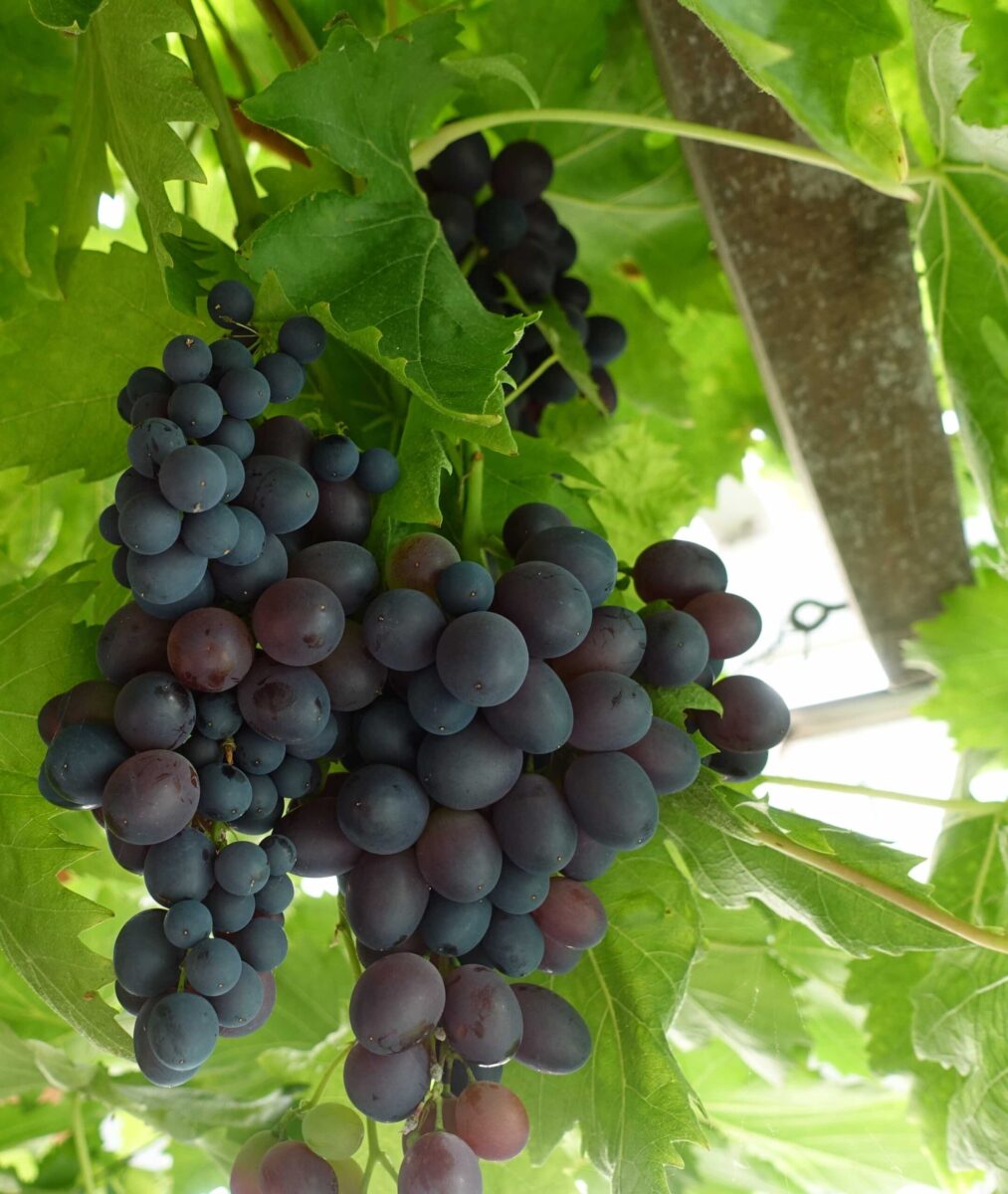 Black Hamburgh grapes