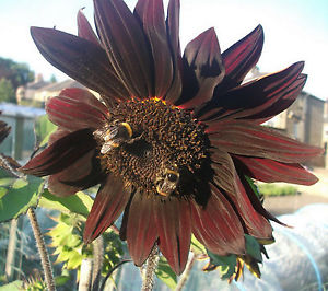 helianthus claret