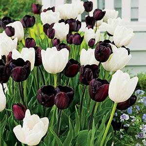 black and white tulips