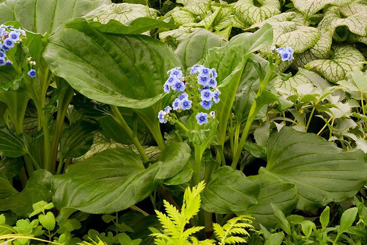 Chatham Island Forget me Not