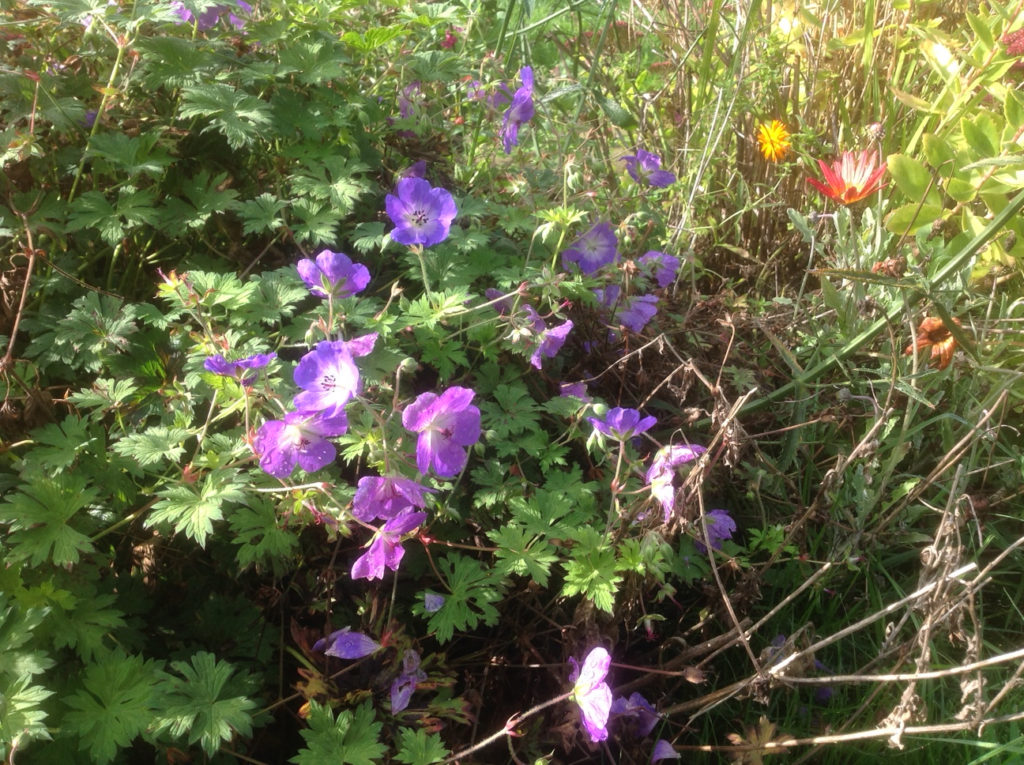 Purple geranium