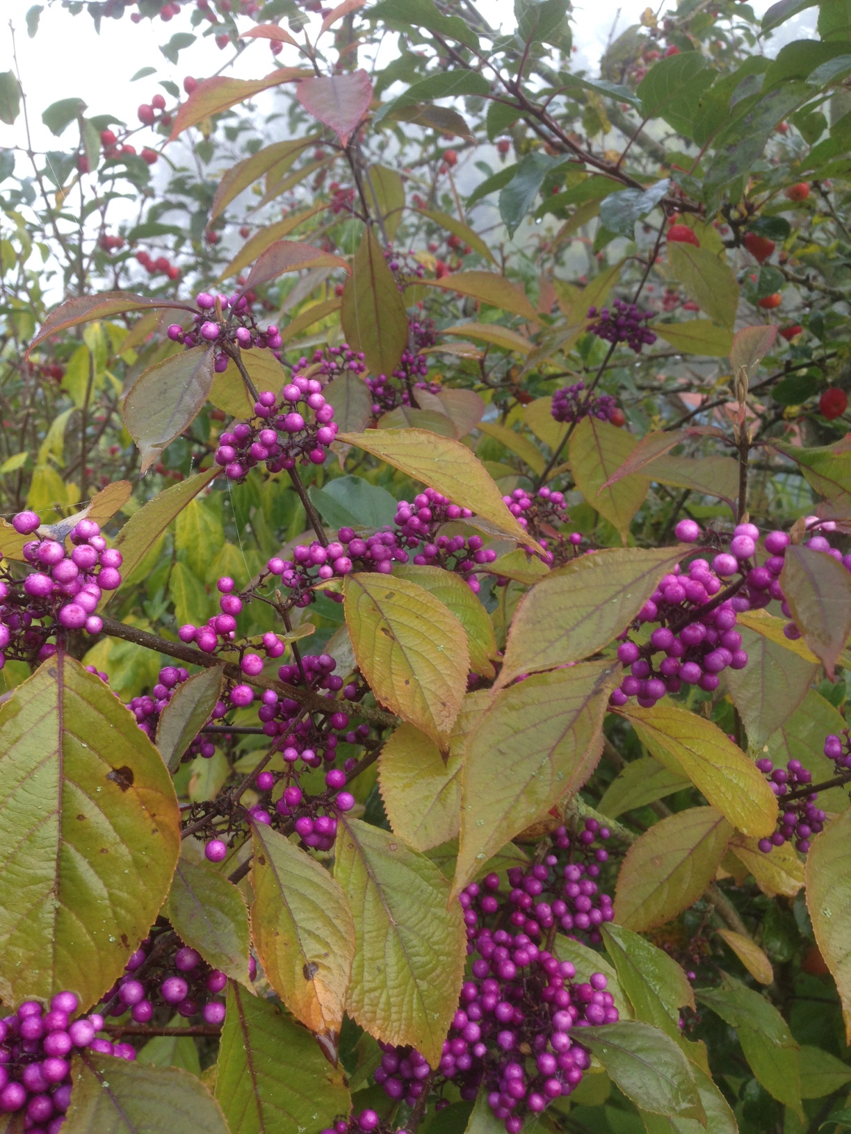 Callicarpa bodinieri var. giraldii 'Profusion'