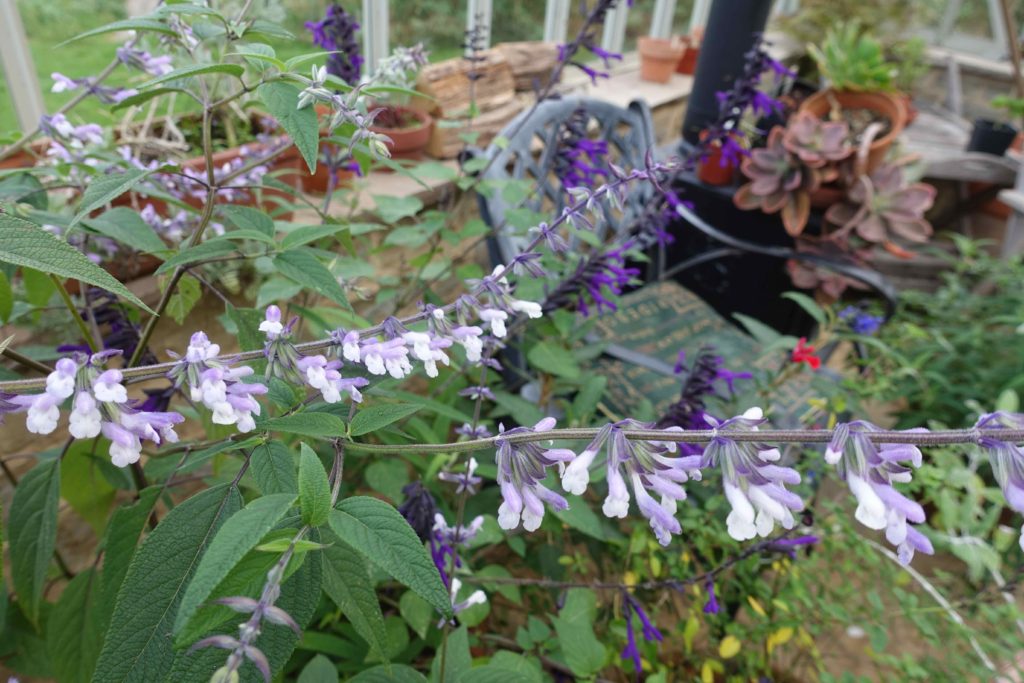 mauve salvia