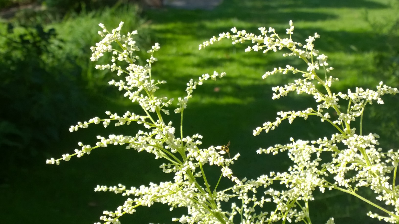 Artemisia lactiflora ‘Elfenbein’ The 3 Growbags