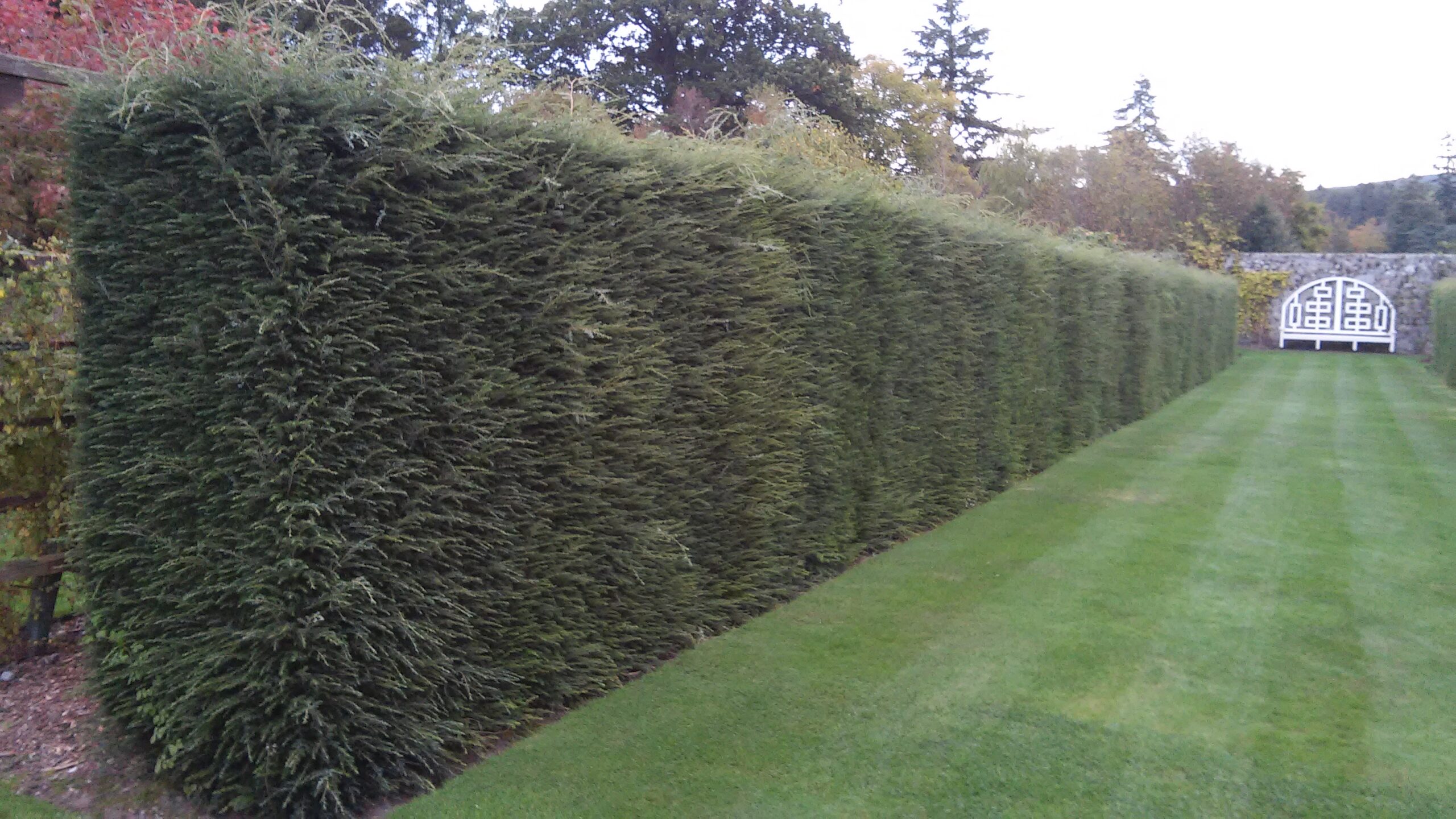What is the best hedge to grow for your garden?