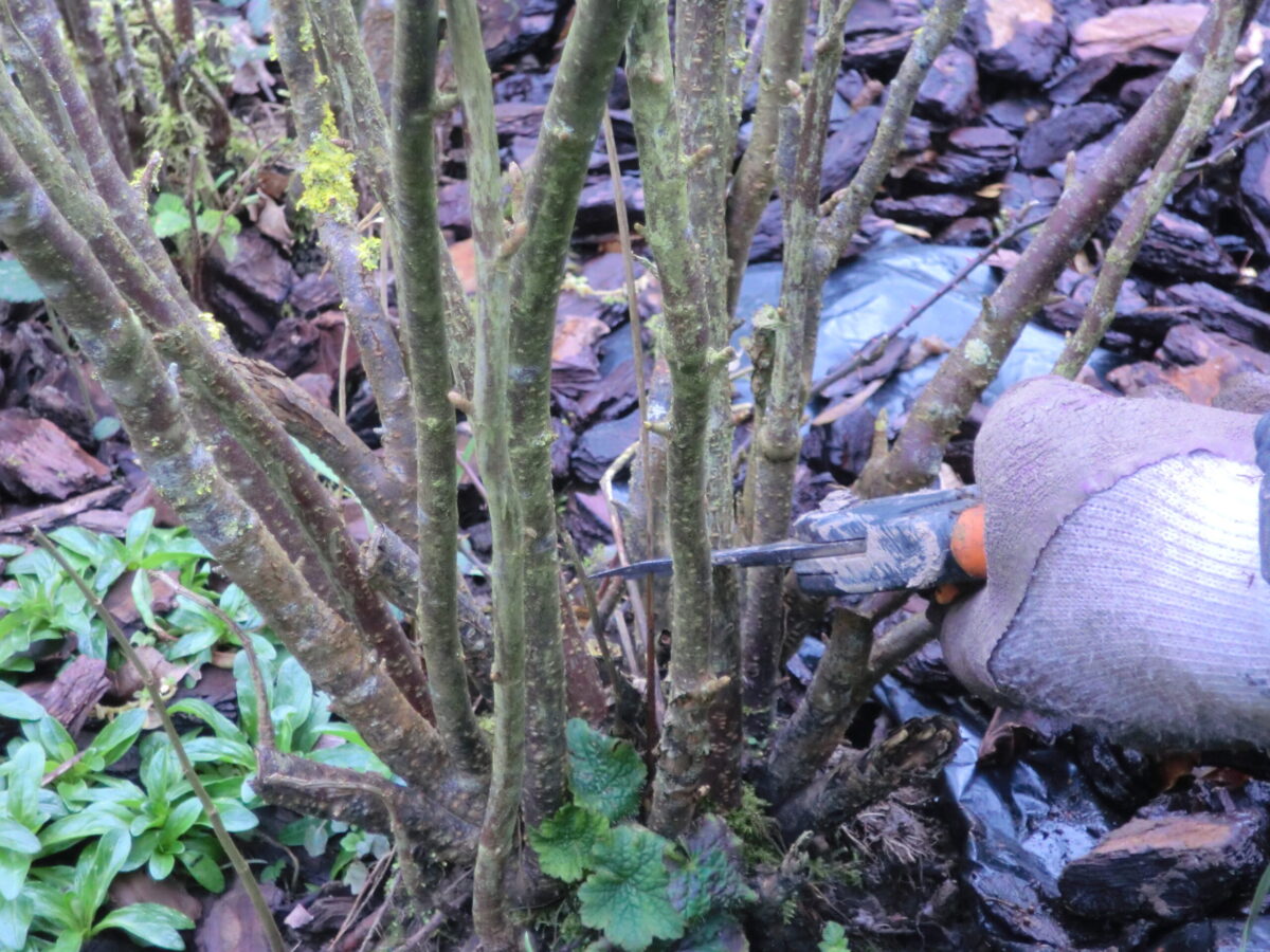 Blackcurrant pruning