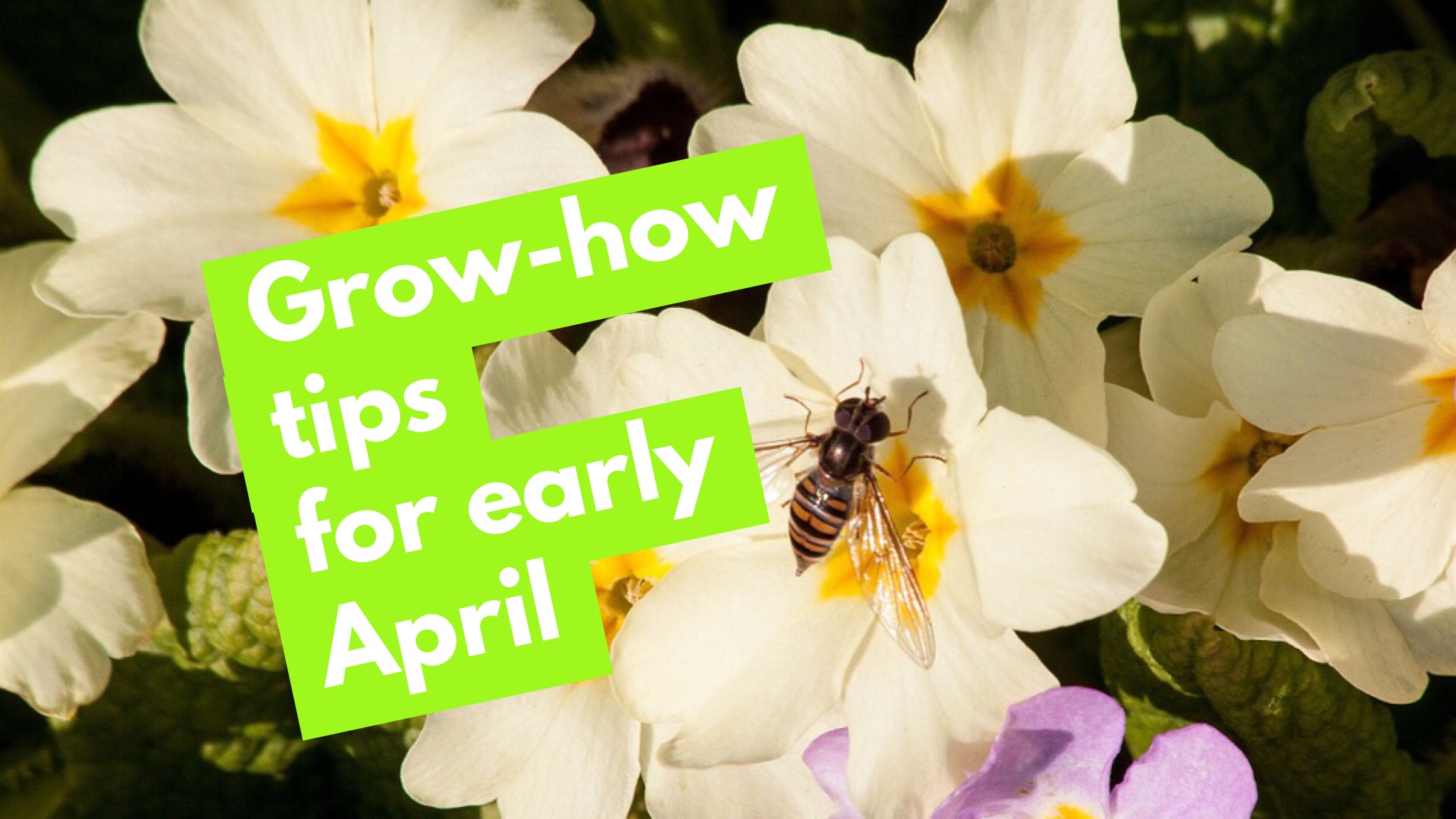 GrowHow Tips for Early April The 3 Growbags