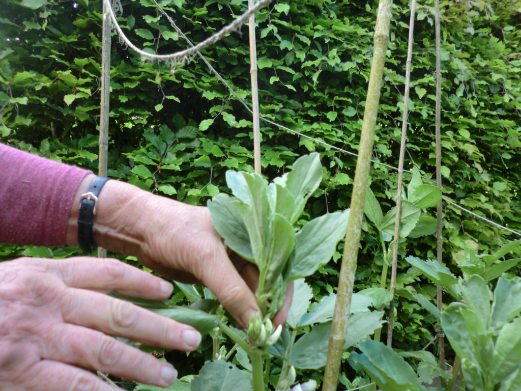 nipping out the top of broad beans