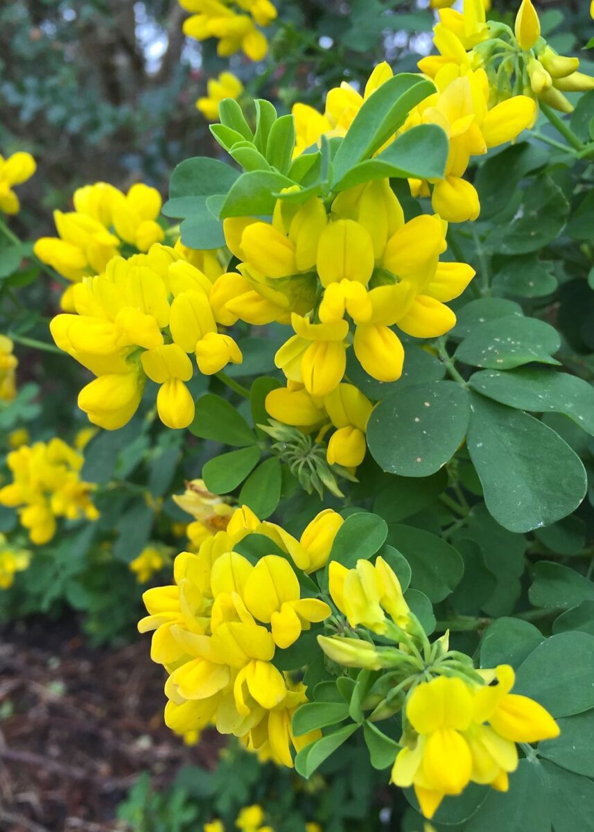 Coronilla glauca