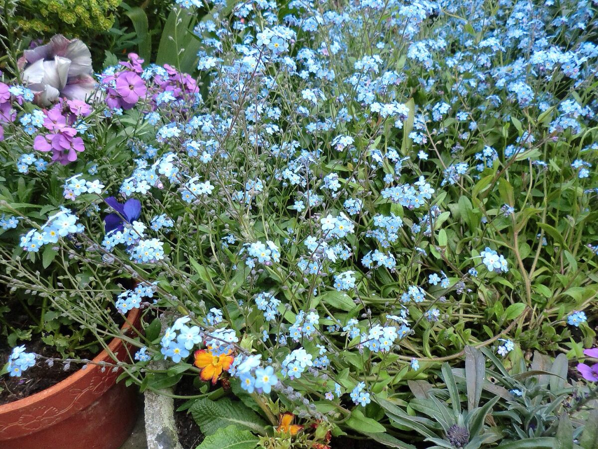 Little blue flowers