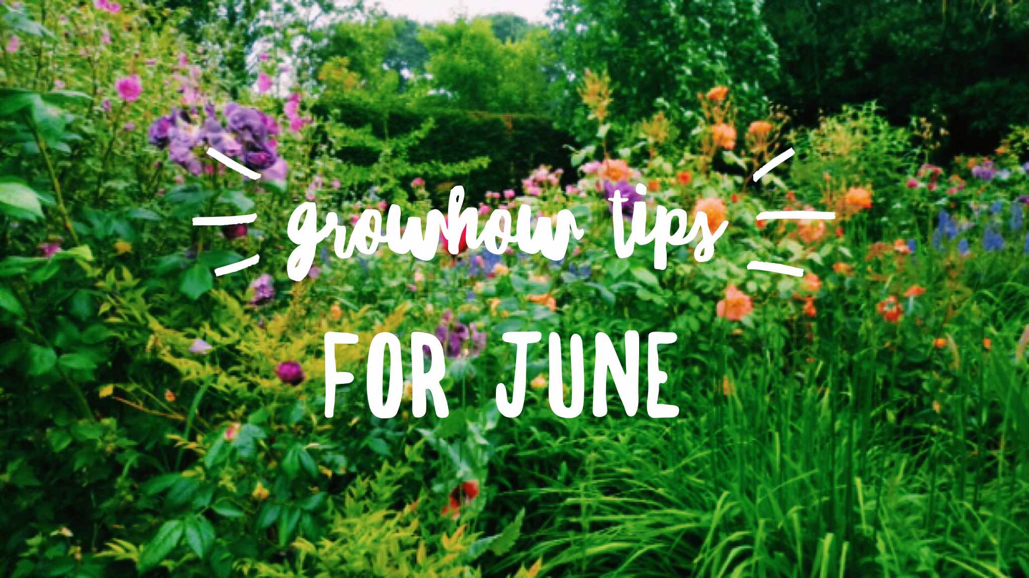 GrowHow Tips for June The 3 Growbags