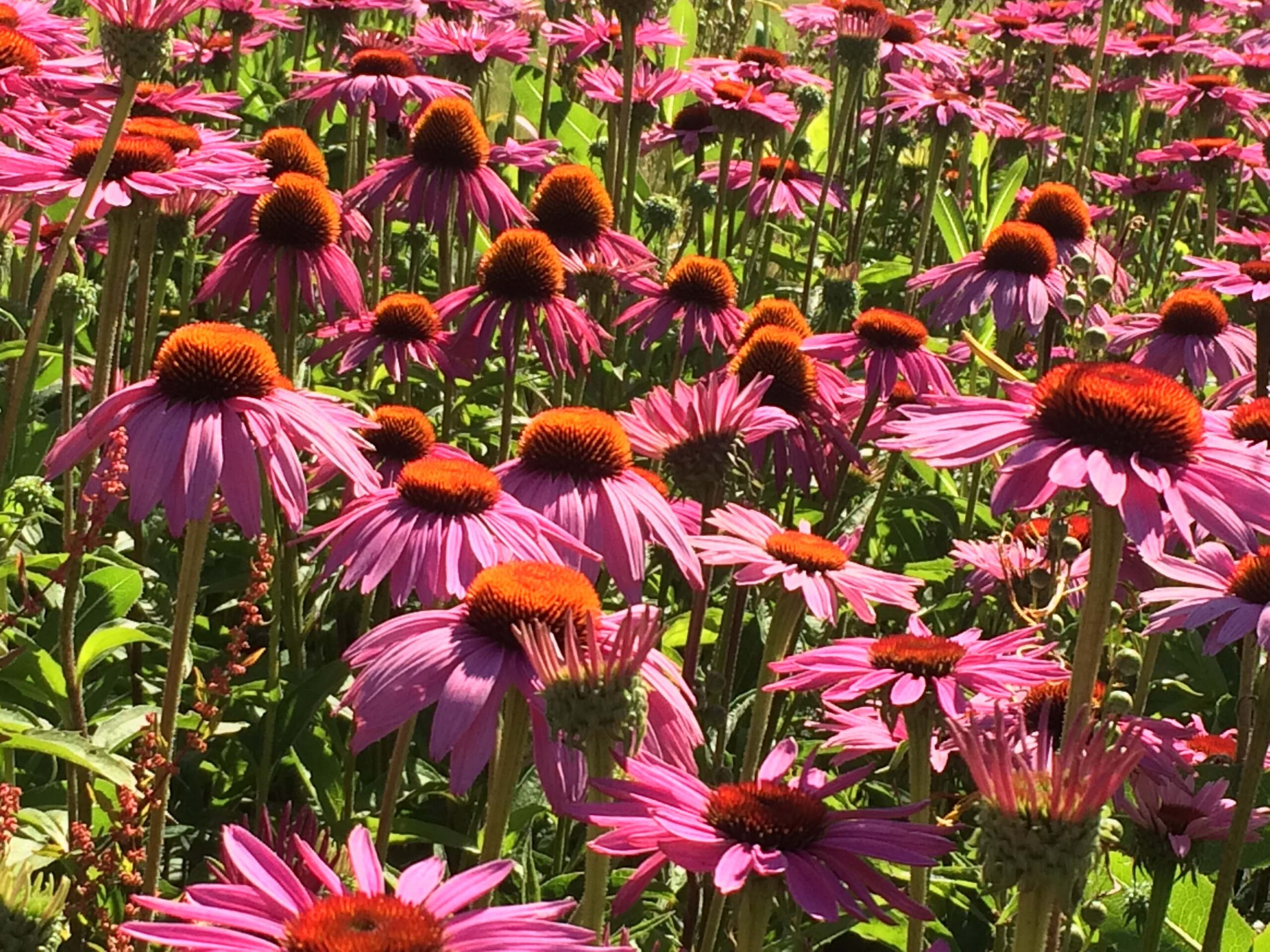 Growbags blueprint to save the world - The 3 Growbags