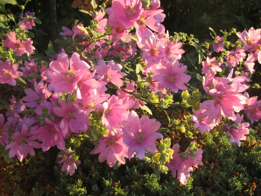 Lavatera olbia rosea