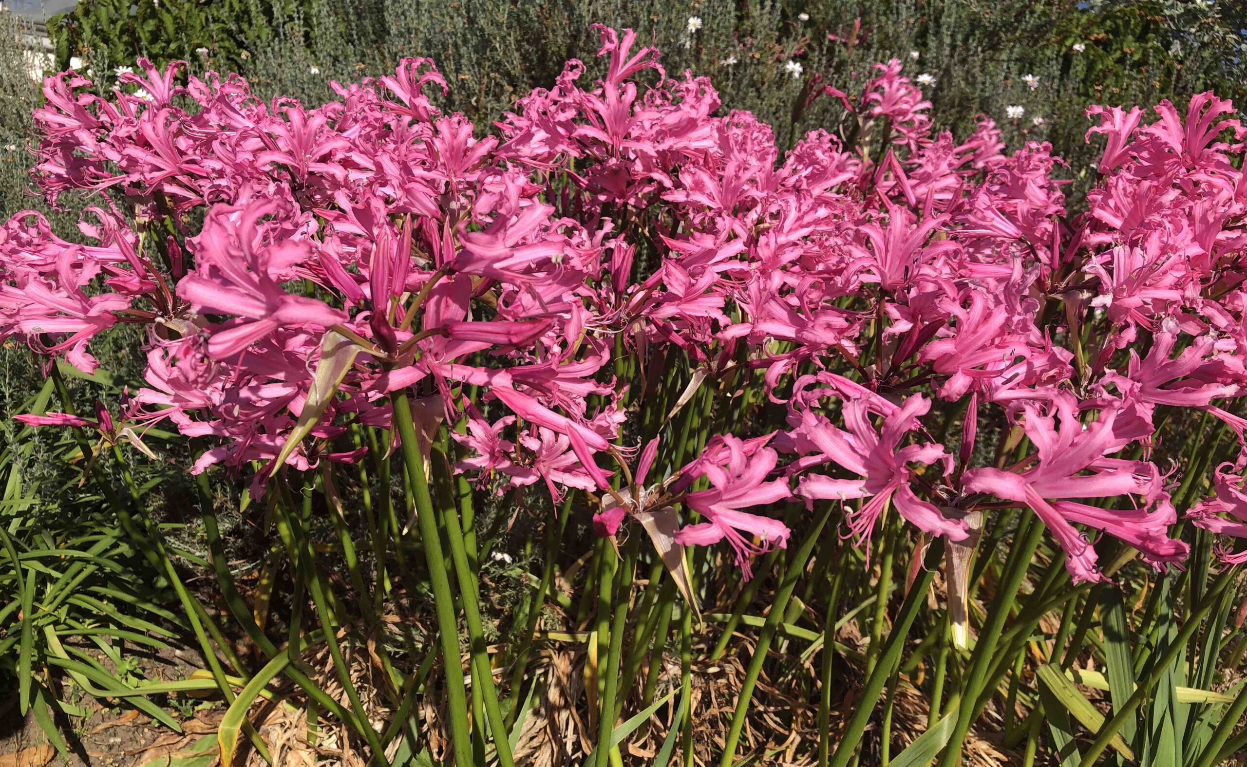 Buy a pink plant for Breast Cancer! The 3 Growbags