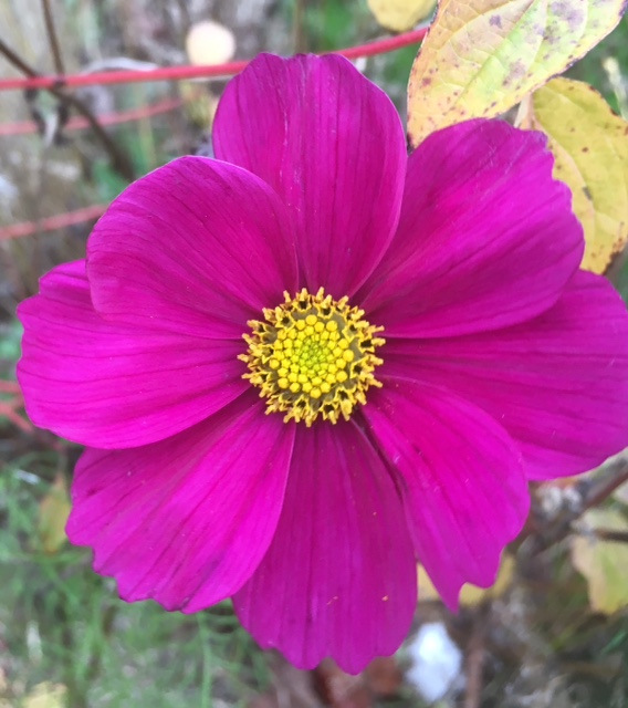 Pink flower