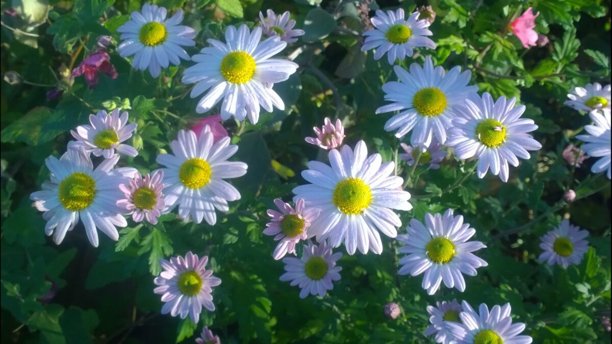 white and pink flowers