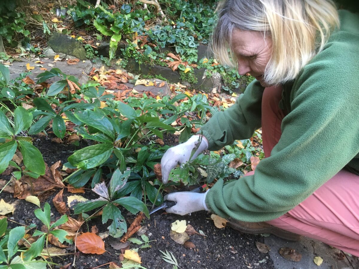 Hardwood cuttings and hellebores Growhow Tips For December The 3