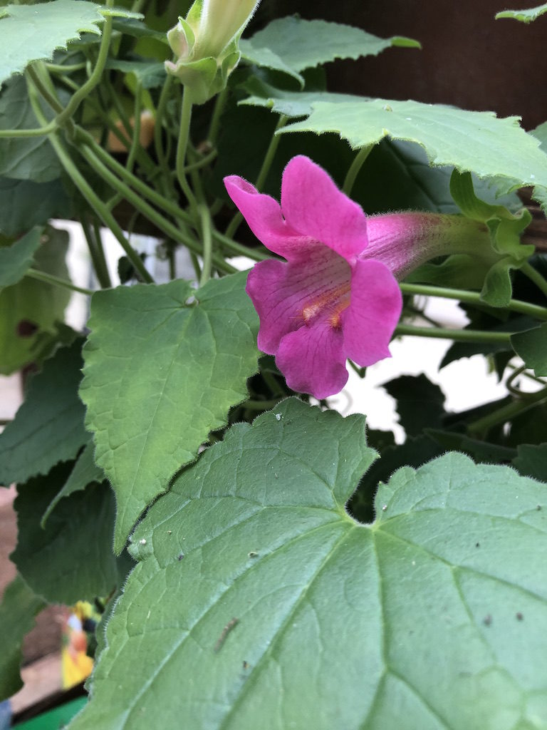 pink climbing plants