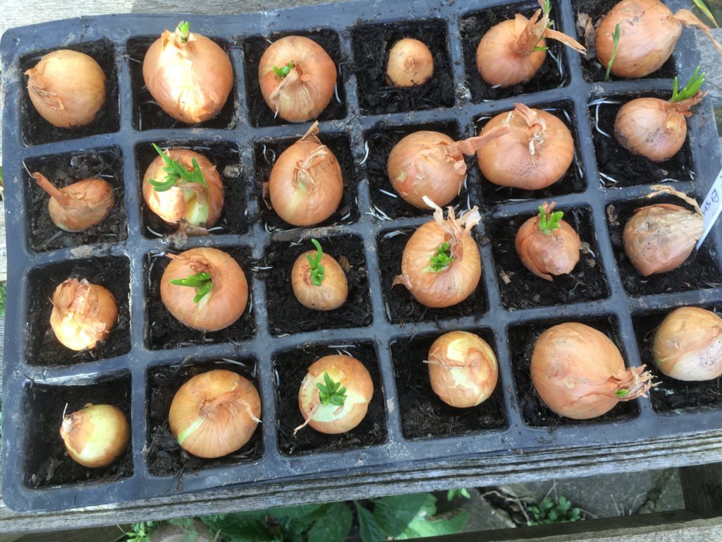 shallots in a tray