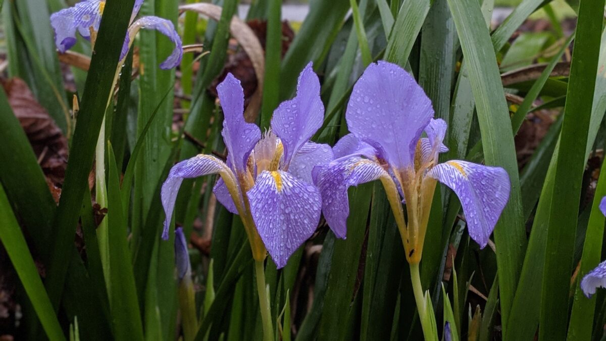 mauve iris