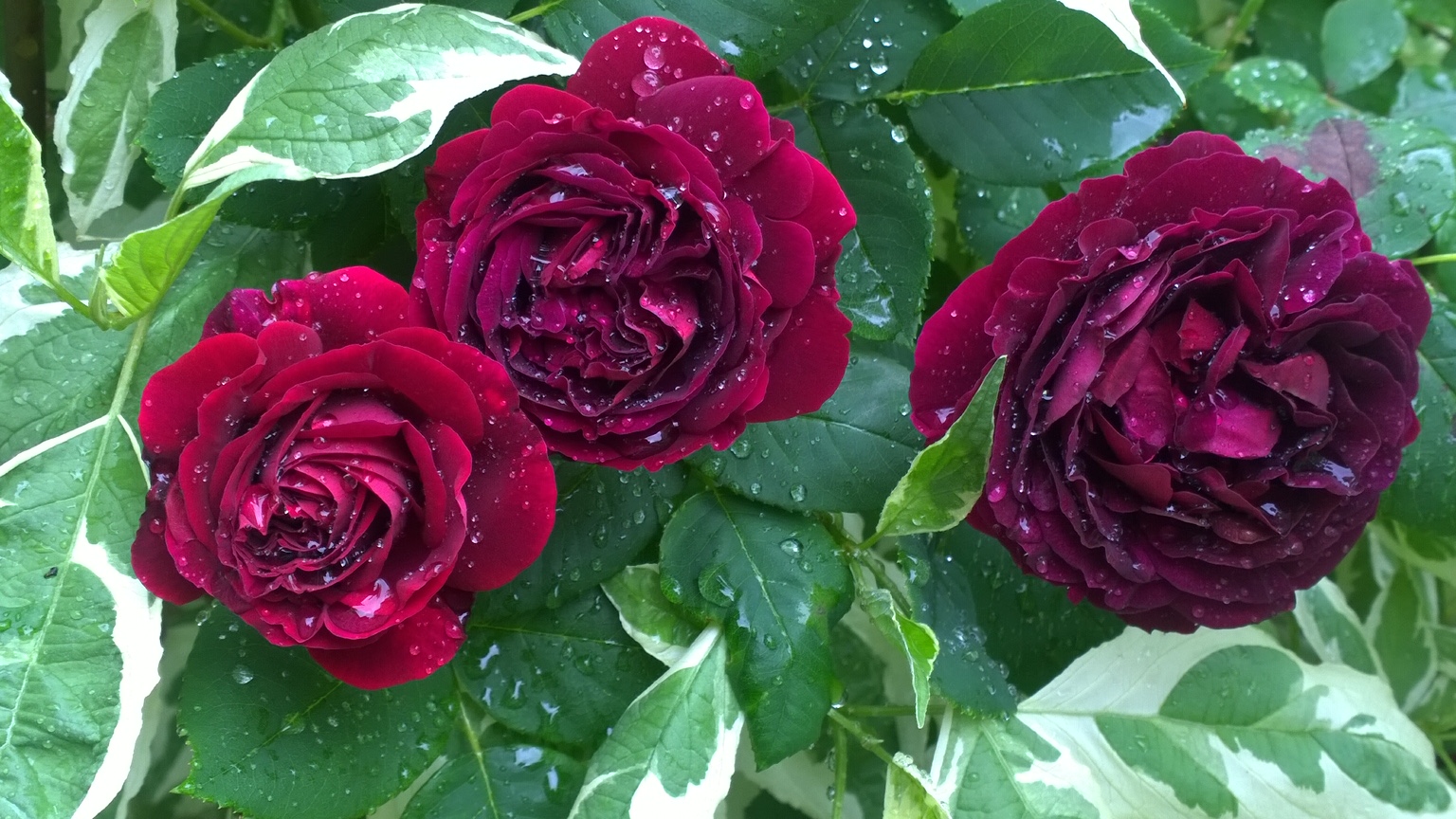 Rosa 'Souvenir du Docteur Jamain'
