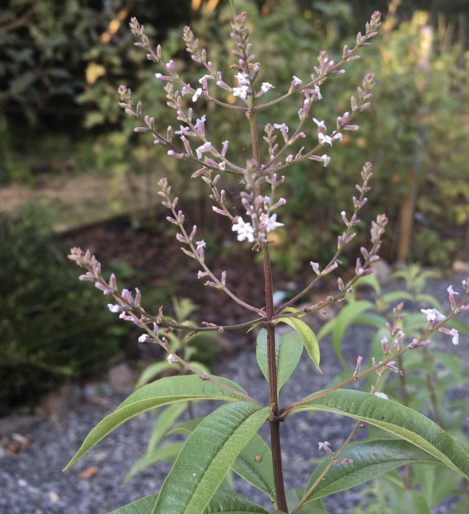 Aloysia triphylla