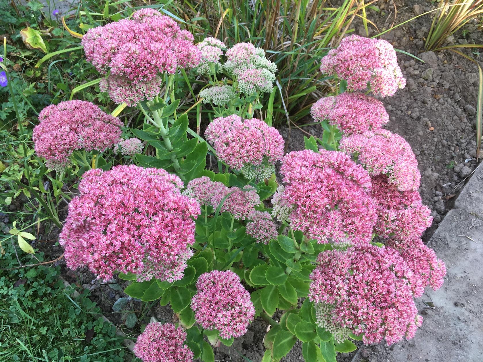 Sedum spectabile 'Autumn Joy'
