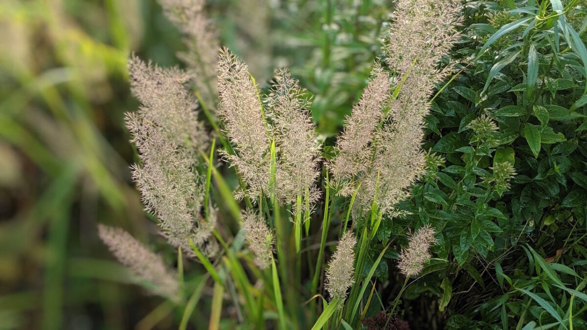 Calamagrostis brachytricha deals