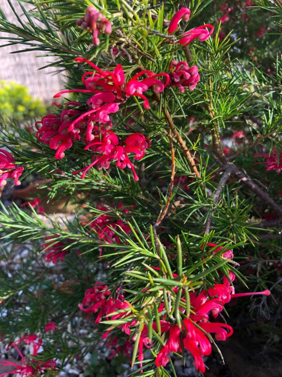 Grevillea ‘Canberra Gem’ evergreen plus benefits