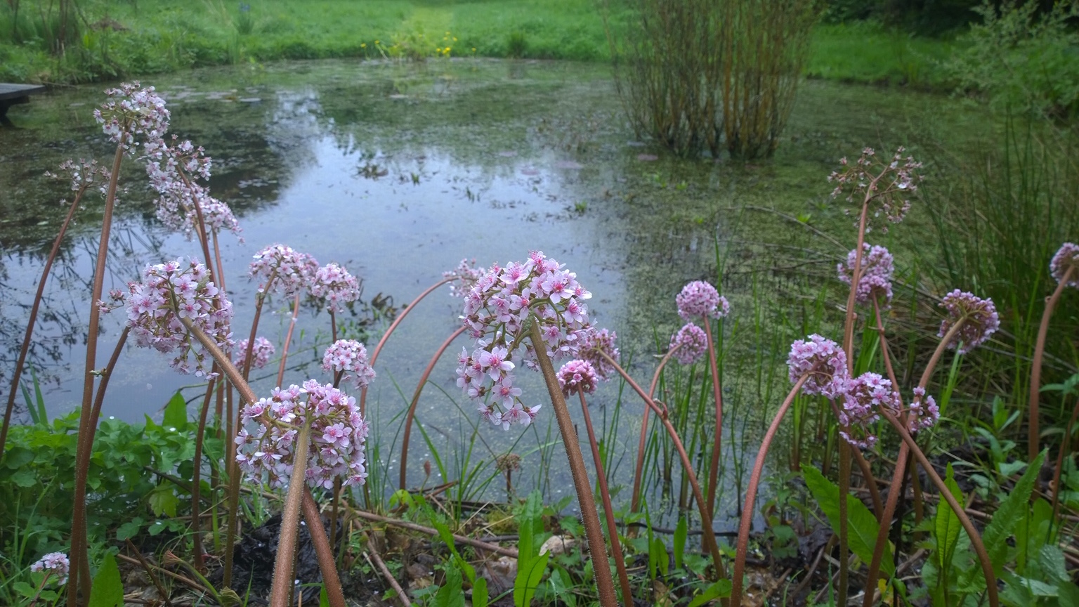Darmera peltata AGM Umbrella plant The 3 Growbags