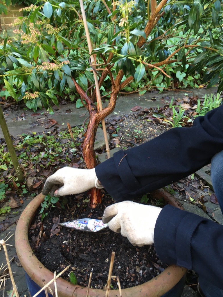 Shrubs in pots