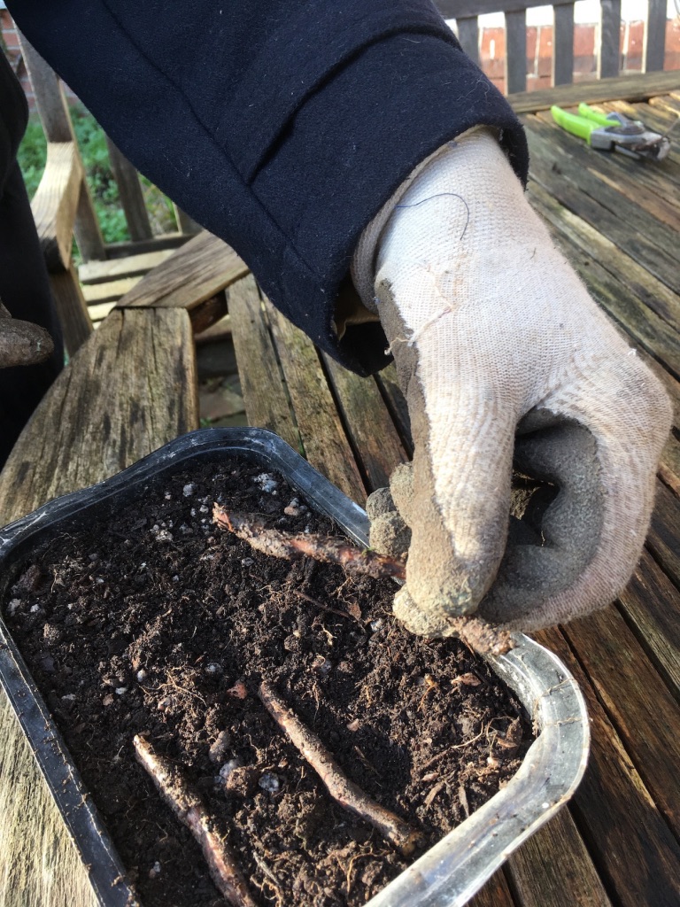 Root-cuttings