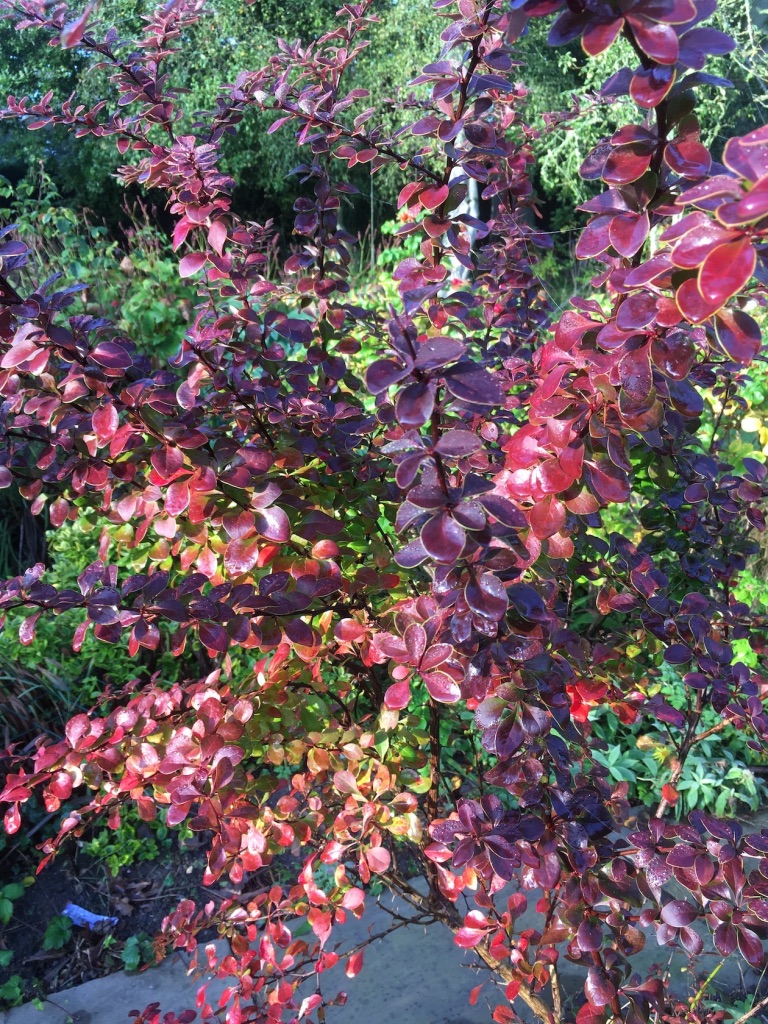 Berberis thunbergii 'Gold Ring'