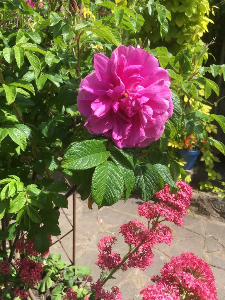 Rosa rugosa Roseraie de l'Hay