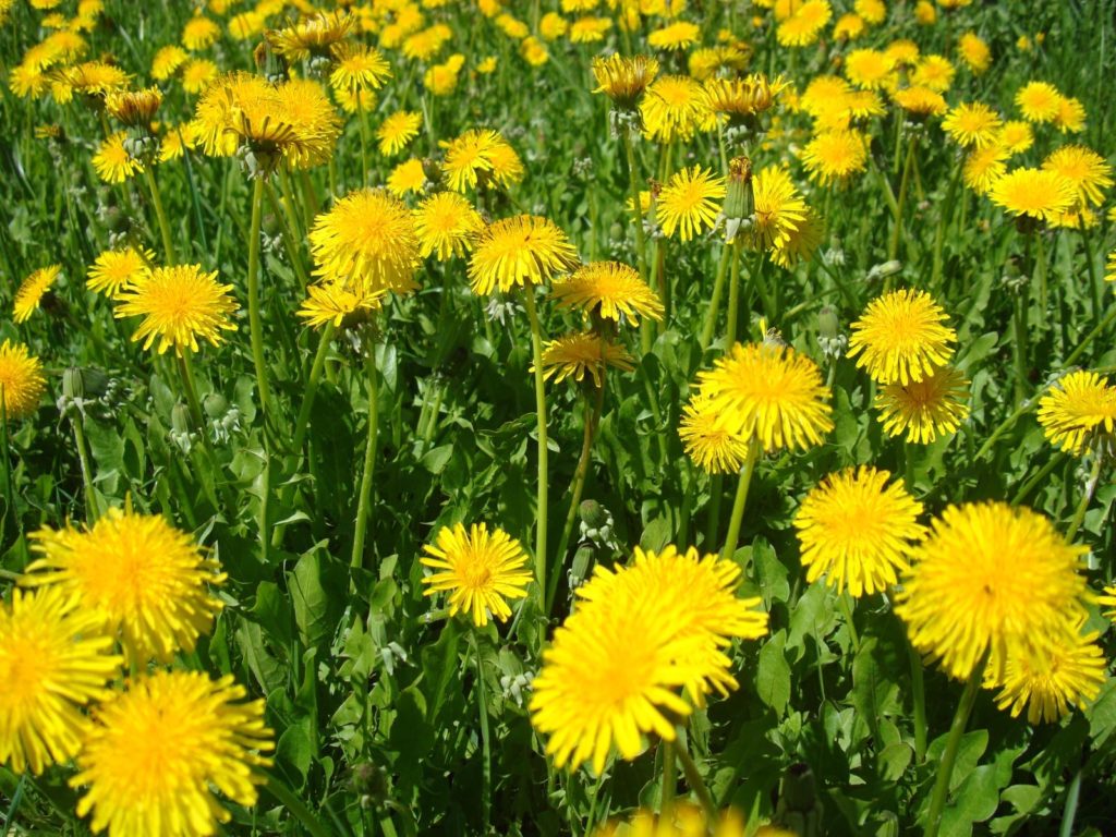 dandelions