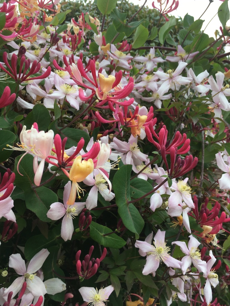 Honeysuckle and Clematis montana