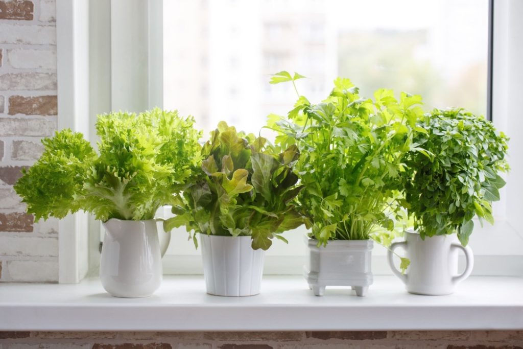 Herbs on a windowsill