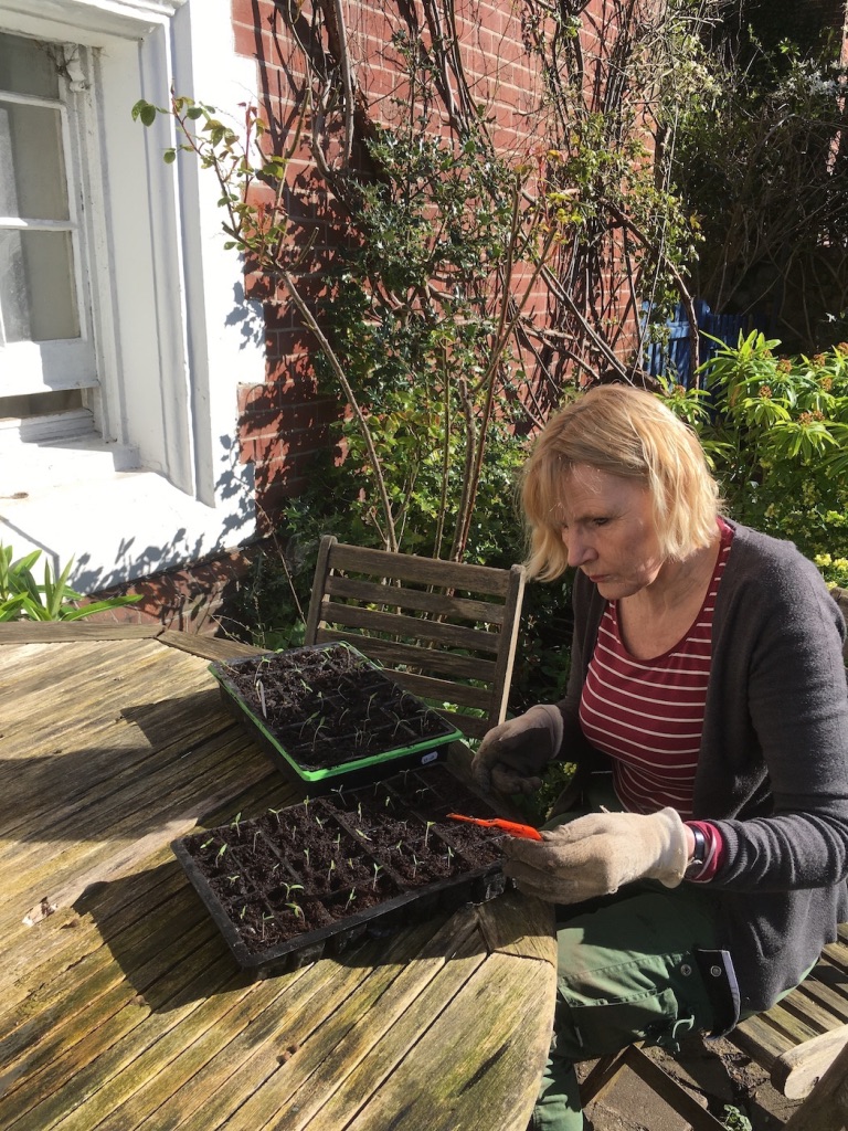 Pricking out seedlings