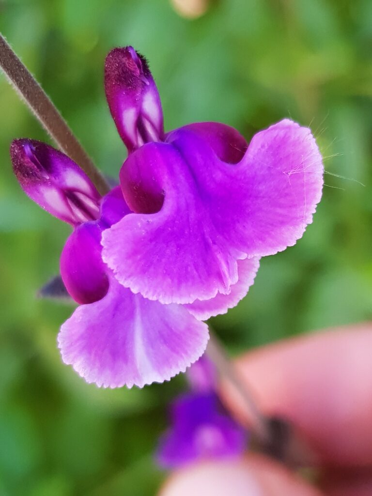 Salvia Oriental Dove