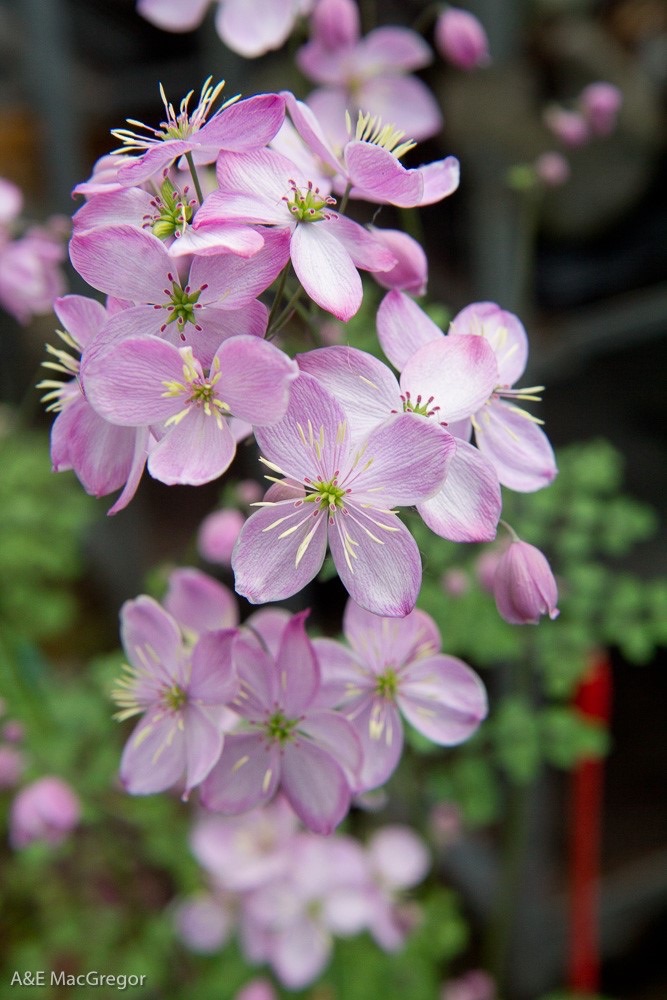 Thalictrum 'Chantilly Lace'