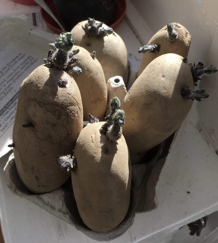 Chitting potatoes