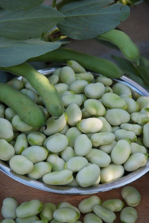 Can dogs eat broad beans best sale