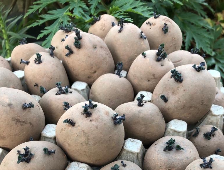 Grow Potatoes in Containers & Bags: 8 Best Secrets! - A Piece Of Rainbow